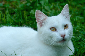 cat with yellow eyes