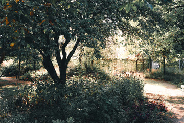 Draußen im Park unter Schatten sitzen
