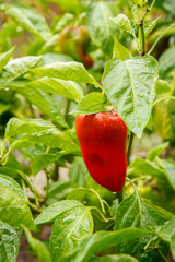 Bell pepper growing on bush in the garden. Bulgarian or sweet pepper