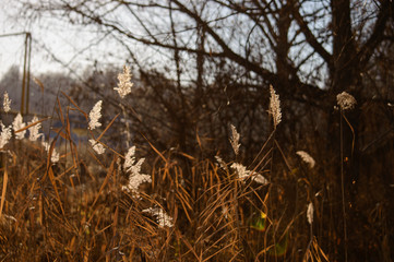 Fototapeta premium trees in the forest