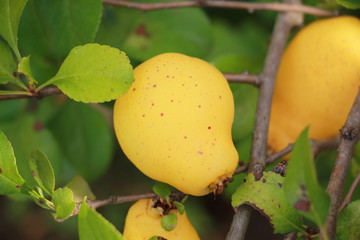 quince on a branch in the garden