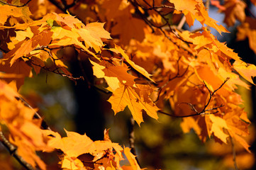 branch of bright yellow leaves in the autumn in the park