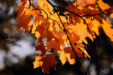 branch of bright yellow leaves in the autumn in the park