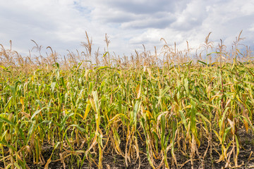 Corn field in Russia in the fall