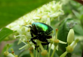 Gros plan d'une cétoine dorée (cetonia aurata) sur une fleur de cornouiller sanguin