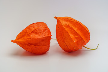 physalis isolated on white background