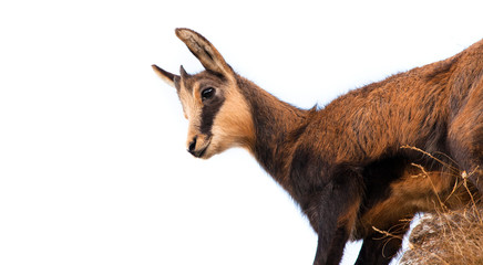 baby chamois goat isolated on white background