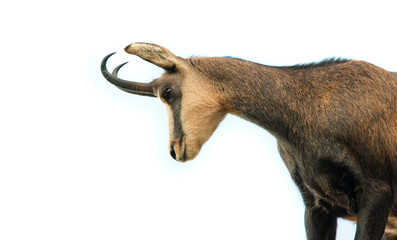 beautiful chamois goat isolated on white background