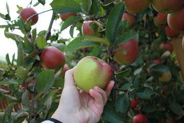 Obraz premium harvesting red apples in the garden