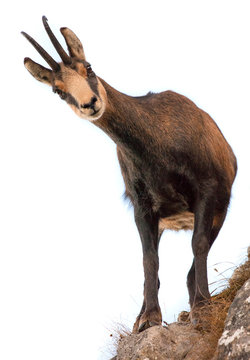 beautiful chamois goat looking at camera. isolated