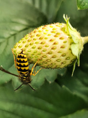 Ladybug Bee Wasp on Fruit Flower in Garden Macro Closeup