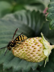 Ladybug Bee Wasp on Fruit Flower in Garden Macro Closeup
