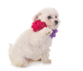 Bichon Frise in studio