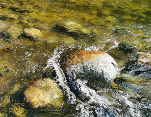 River in the Forest in Autumn Leaves Falling Green Trees