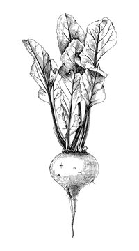 Beetroot Drawing Images – Browse 33,978 Stock Photos, Vectors, and Video |  Adobe Stock