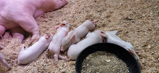 Mama Pig Nurses Baby Piglets