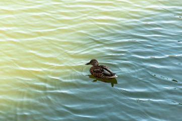 A duck swims in a pond in a park. Brown duck close-up on the water.