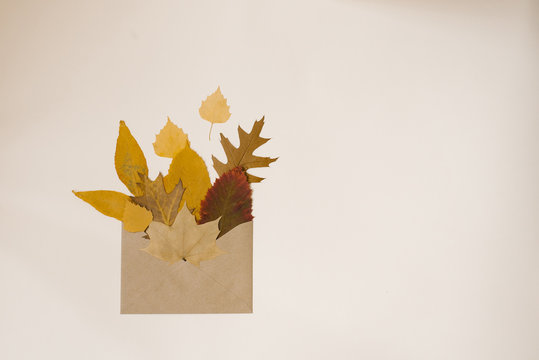 craft envelope filled with autumn leaves on beige background, view . Copy space. Autumn motifs, seasons, discounts and promotions for black Friday