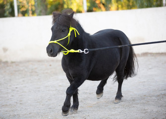 miniature horse with halter