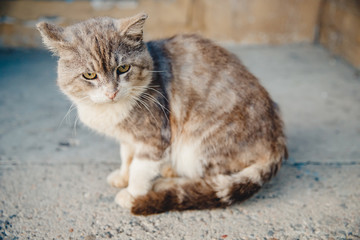 Obraz premium Sad lonely cat sits outdoors. Animal host search concept