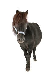 Obraz premium miniature horse in studio
