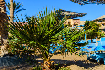 Green palm trees on beach of the Red sea