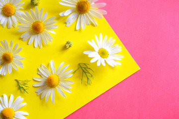 Beautiful composition with daisies on yellow with a pink background. Flat lay, top view, copy space.