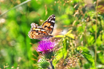 butterfly on a flower