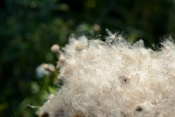 Fluffy thistle seeds lit by the evening sun close up