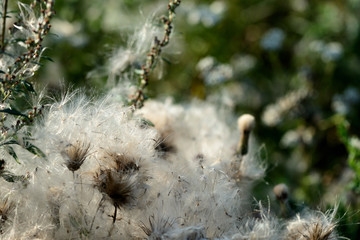 Fluffy thistle seeds lit by the evening sun close up