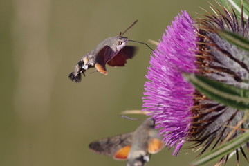 butterfly, Macroglossum stellatarum