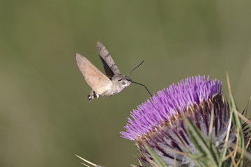 butterfly, Macroglossum stellatarum
