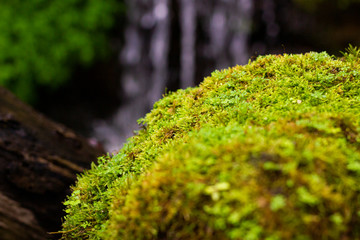 Beautiful bright green moss grows up, covering the rugged rocks in the forest, with a waterfall in the background.