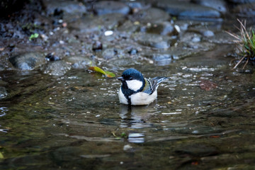 シジュウカラの水浴び