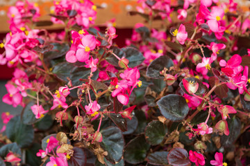 small flowers with green leaves as background