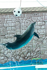 dolphin jumps out of the water