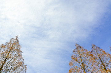 冬枯れのメタセコイヤ