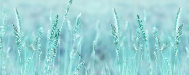 Wide panoramic natural background in pastel colors. Wild grass field panorama. Nature outdoors...