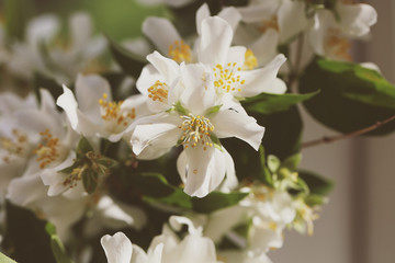 a bouquet of Jasmine flowers is on the windowsill