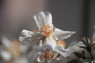 a bouquet of Jasmine flowers is on the windowsill