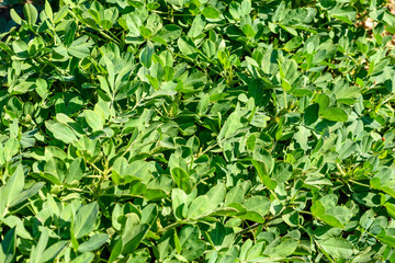 Dug peanuts. Peanut bush on the field. Tubers, peanut roots.