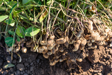 Dug peanuts. Peanut bush on the field. Tubers, peanut roots.