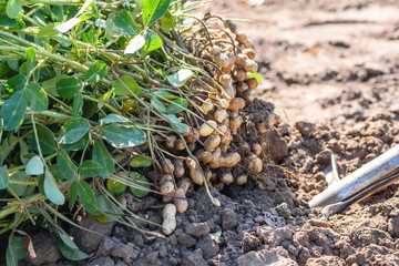 Dug peanuts. Peanut bush on the field. Tubers, peanut roots.