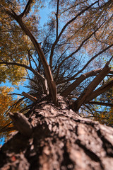 Fototapeta premium Crown of the tree against the blue sky. Bottom-up view.