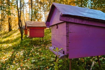Hives for bees in the autumn forest. Sharpness on the front hive.
