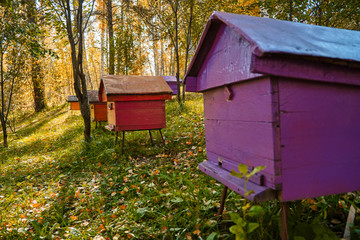 Hives for bees in the autumn forest. Sharpness on the middle hive.
