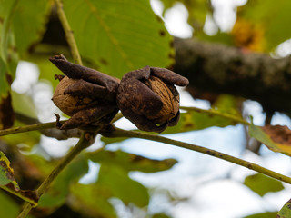 Juglans regia | Noix matures dans leur coque, fruit du noyer dans leur enveloppe ou péricarpe...
