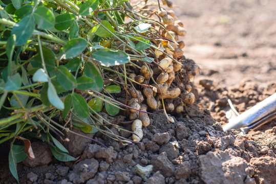 Dug peanuts. Peanut bush on the field. Tubers, peanut roots.