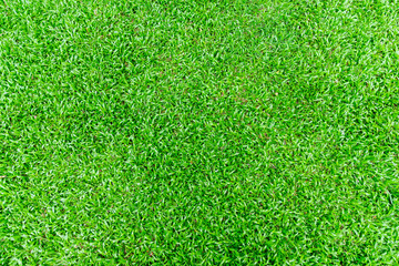 Fototapeta premium Green grass field background. Natural background pattern.