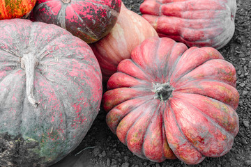 Orange pumpkins at outdoor farmer market. Pumpkin patch.  Pumpkins on a field